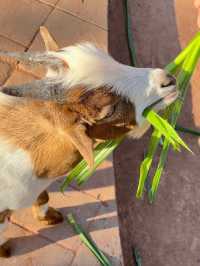สวนสัตว์เล็กๆใกล้สนามบินขอนแก่น 🐱🐐🦫