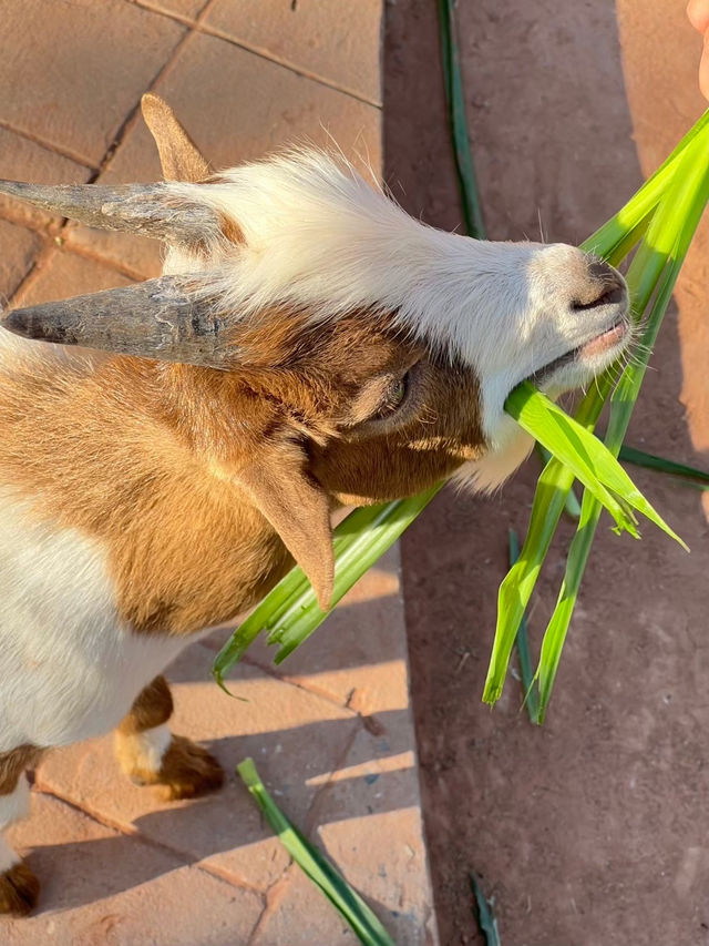 สวนสัตว์เล็กๆใกล้สนามบินขอนแก่น 🐱🐐🦫