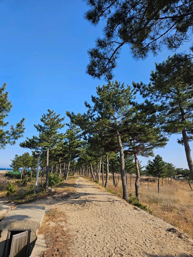 양양 봄날 유채꽃 산책길 추천🌼