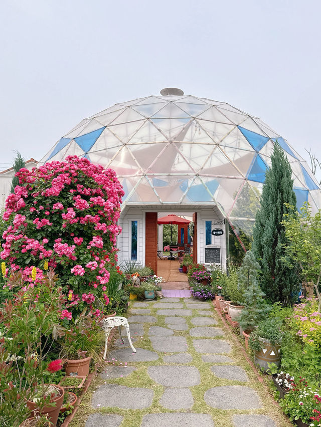 🌹충남 아산 카페플라워돔 장미 포토존🌹