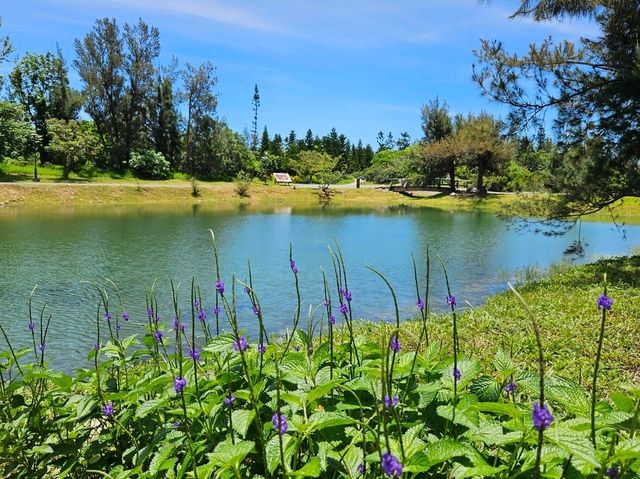恍如仙境的台東森林公園琵琶湖