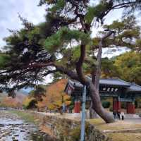 A Day at Tongdosa