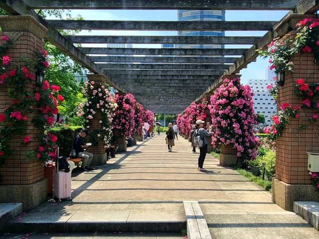 야마시타 공원(Yamashita Park) 요코하마 장미축제 야외데이트