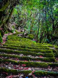 Shivapuri best hike near Kathmandu 