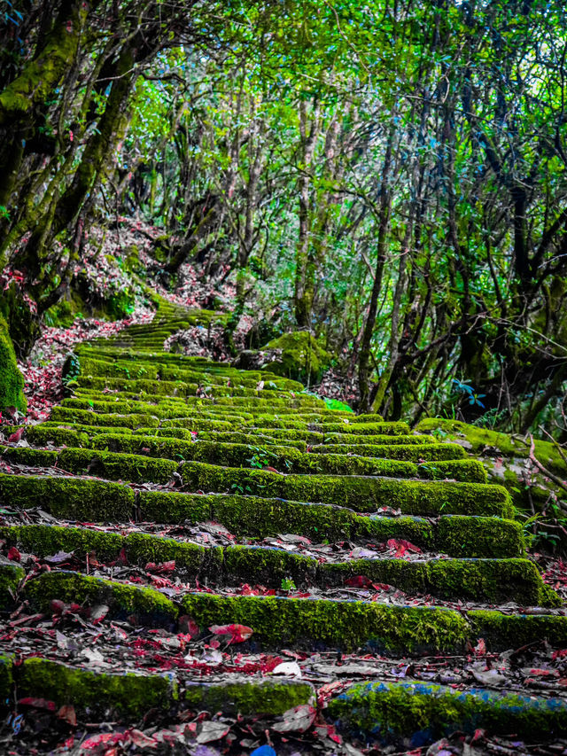 Shivapuri best hike near Kathmandu 