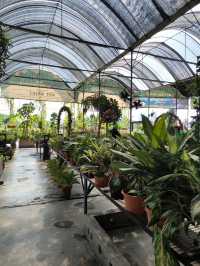 Garden Café Vibes – Zen Moments on a Budget