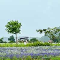 🪻🌸Cafe ดอกไม้เขาใหญ่หน้าฝน 🌸🪻