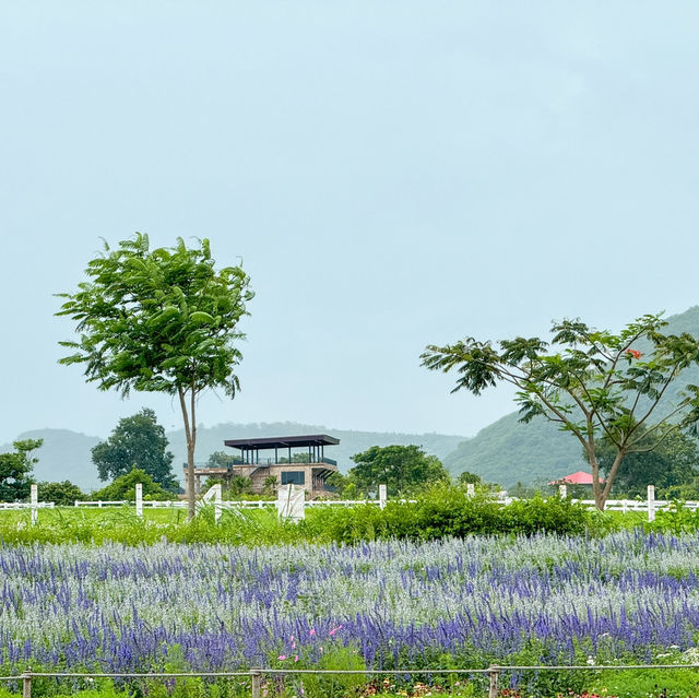 🪻🌸Cafe ดอกไม้เขาใหญ่หน้าฝน 🌸🪻