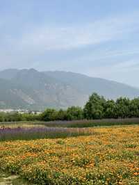 云南 ☁️ Yunnan Sights 🌼