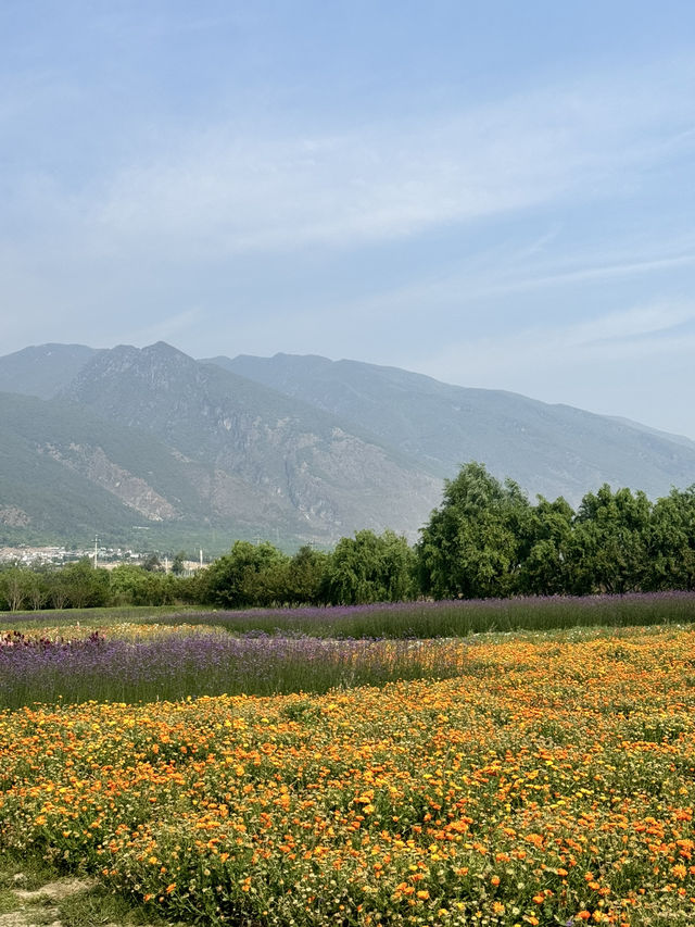 云南 ☁️ Yunnan Sights 🌼