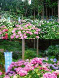 ทุ่งดอกไฮเดรนเยียที่สวยที่สุดใน Fukuoka 🩵🇯🇵