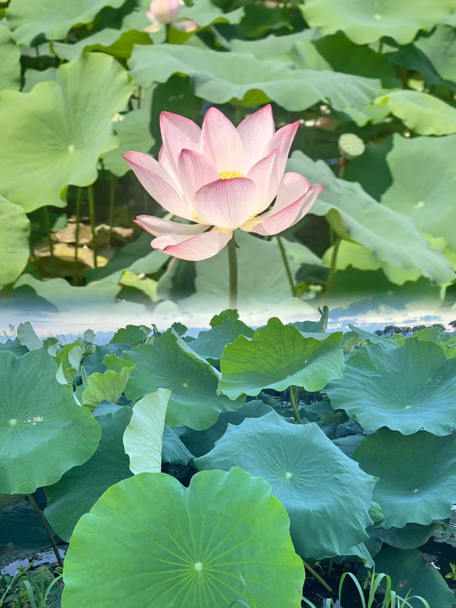 珠海｜夢境般荷花盛開的6月天🪷💓