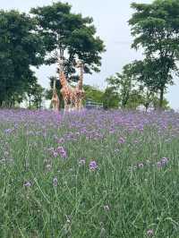 💜 Shanghai Lavender Park – A Provence-Inspired Purple Escape Next to Disneyland