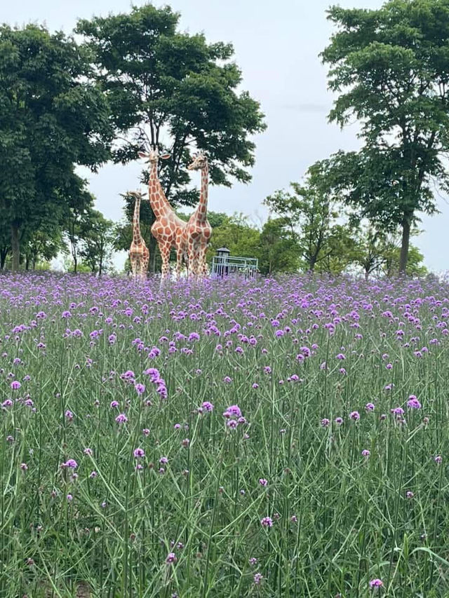 💜 Shanghai Lavender Park – A Provence-Inspired Purple Escape Next to Disneyland