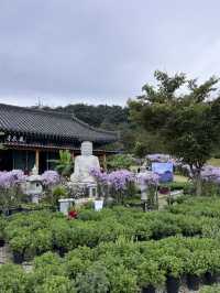 문경 봉천사 개미취 여행코스 추천💜