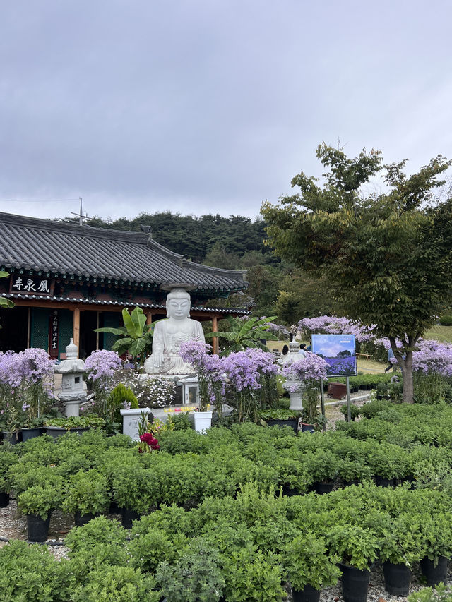 문경 봉천사 개미취 여행코스 추천💜