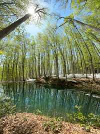 静けさと美しさに包まれる森。美人林で心ほどけるひととき🌳