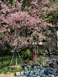 Spring in front of largest starbucsk in shanghai