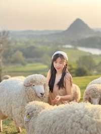 คาเฟ่  ฟาร์มแกะในเมืองเชียงราย ABONZO
