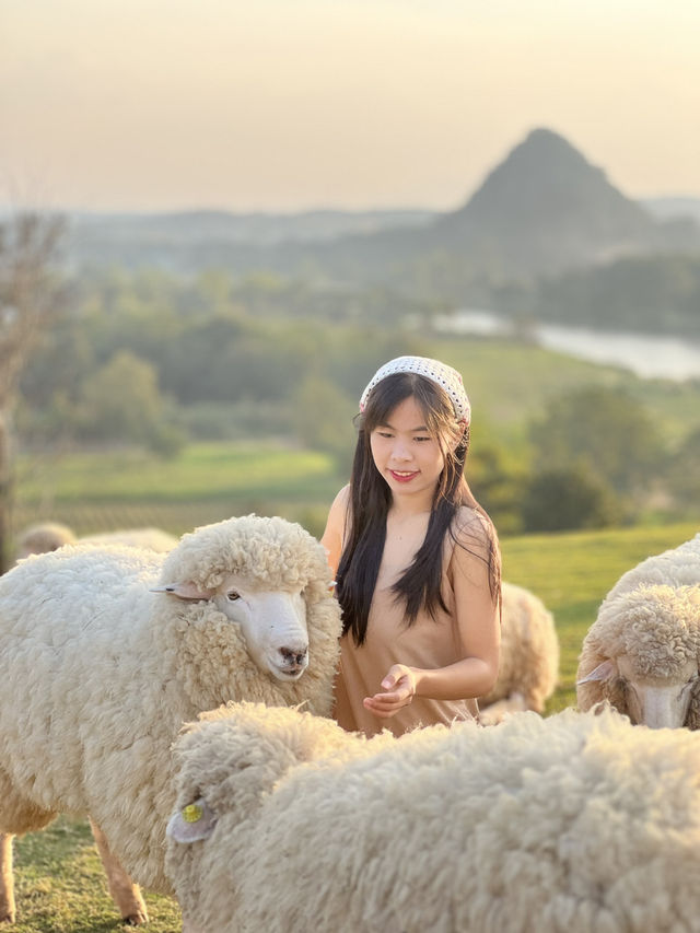 คาเฟ่  ฟาร์มแกะในเมืองเชียงราย ABONZO