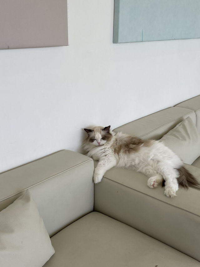 🐾 앨리웨이 광교에서 만나는 고양이 천국, 캣플헤븐