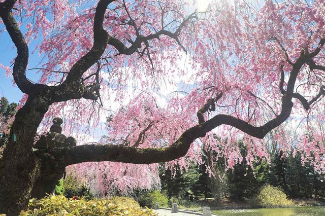 布魯克林植物園