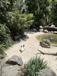 Adelaide Zoo – A Family-Friendly Wildlife Adventure in South Australia 🇦🇺🐼