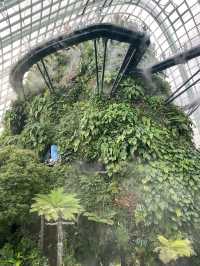 Misty Jungle in a Glass Dome