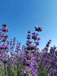 Soul of Purple, Essence of Scent