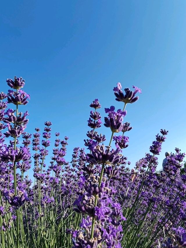 Soul of Purple, Essence of Scent
