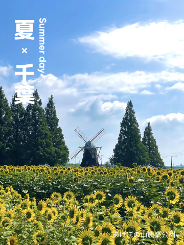 千葉】季節の花と風車が撮れるスポットとして人気！！ | Trip.com 柏市
