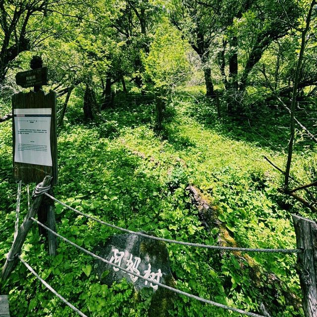 四川四姑娘山長坪溝景區旅行遊玩攻略