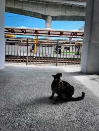 🚞來去台東金崙小村漫遊～🌊🌞🐱♨️🍜🍩