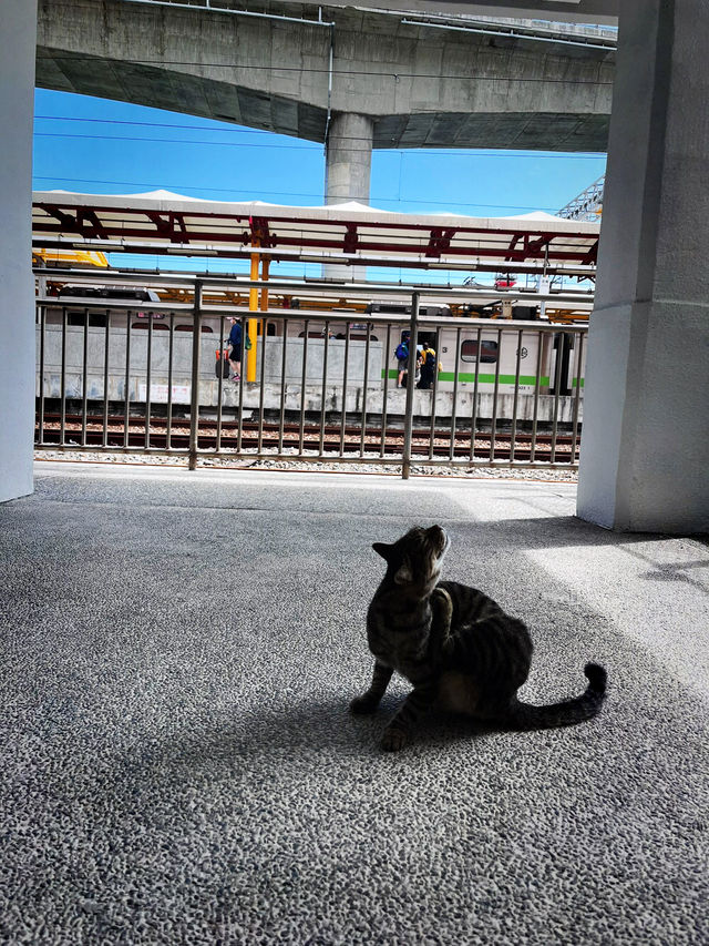 🚞來去台東金崙小村漫遊～🌊🌞🐱♨️🍜🍩