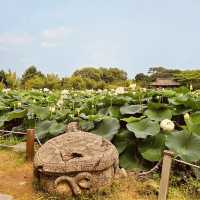 **"Semiwon Garden: A Secret Han River Oasis – A Solo Traveler’s Floral Paradise"** 🌸🌊   