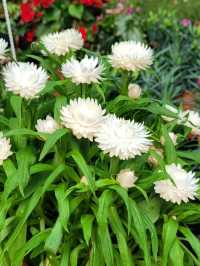 Green Nook & Golden Arches: Far East Flora by Ridout Tea Garden