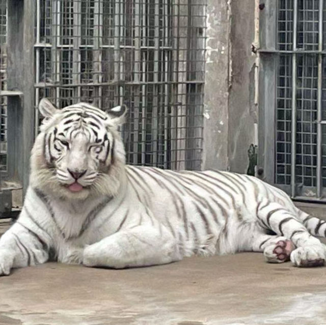 【中国/青島動物園】
