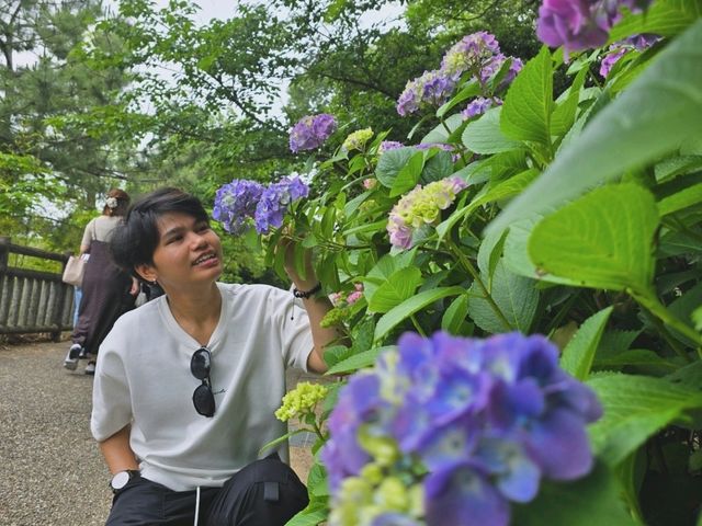 ชมดอกไฮเดรนเยียที่สวยงามของเมืองคะริยะ