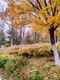 Autumn Splendor in Olympic Forest Park