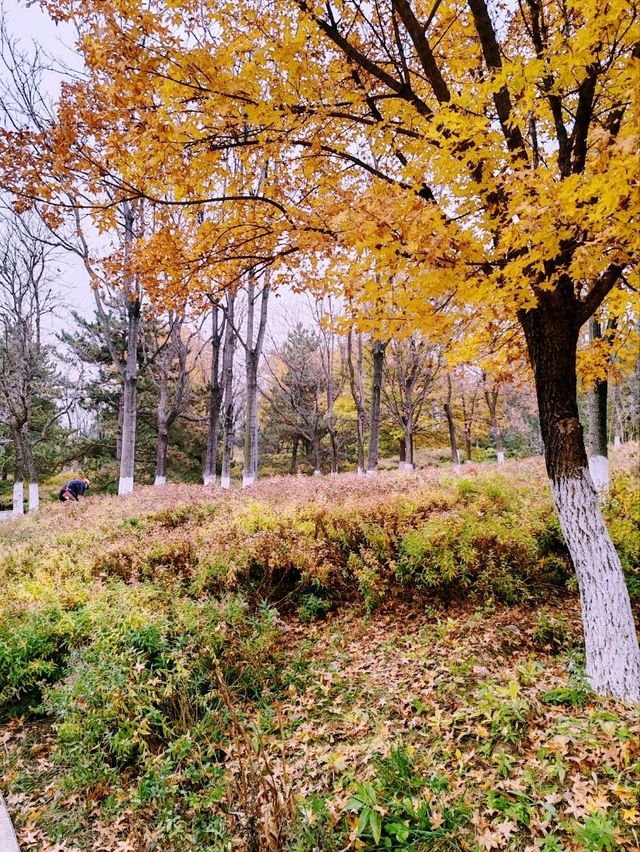Autumn Splendor in Olympic Forest Park
