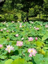 Xianghu Lotus Garden – A Monet Dream Come Alive