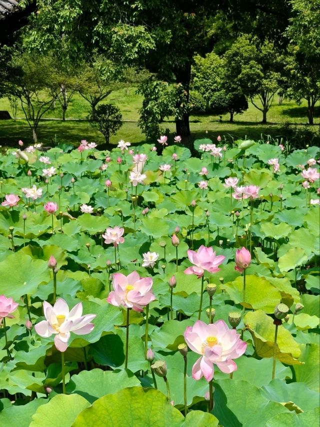 Xianghu Lotus Garden – A Monet Dream Come Alive