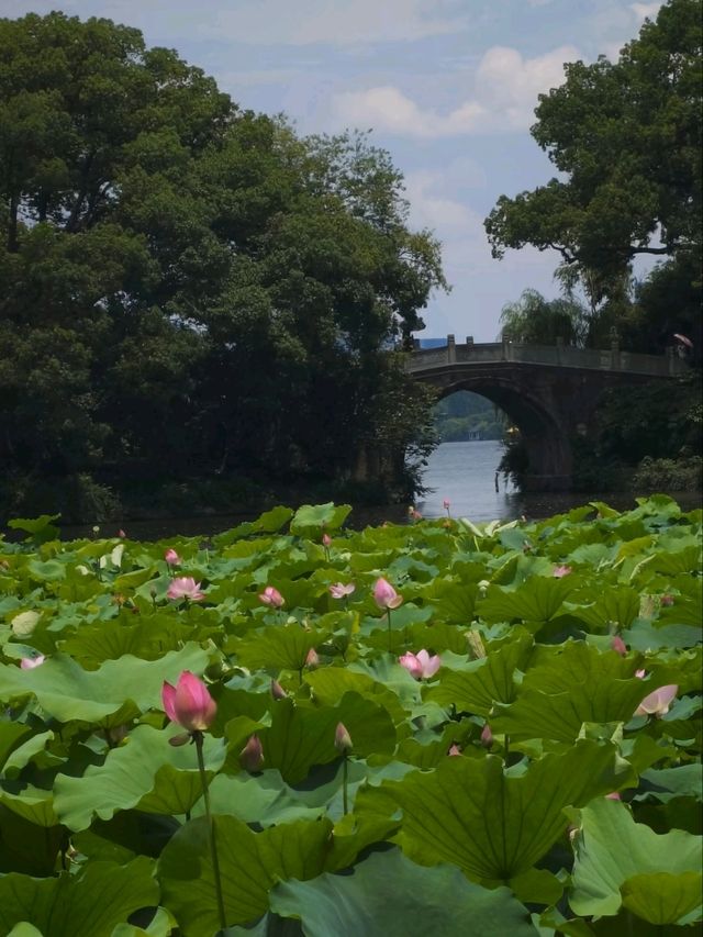 BREEZE-RUFFLED LOTUS AT QUYUAN · NATURE’S PERFUMED THEATER