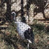 【埼玉/大宮🇯🇵】本当に無料でいいんですか…？！大宮公園小動物園