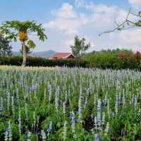Barn House สิงห์ปาร์ค เชียงราย