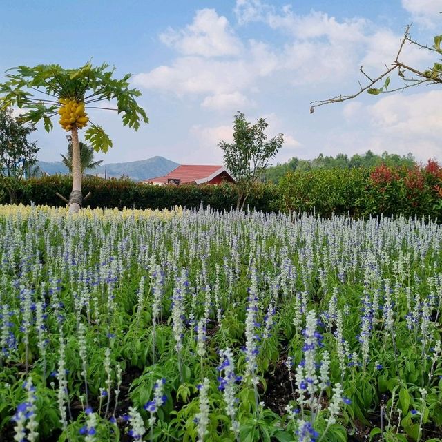 Barn House สิงห์ปาร์ค เชียงราย