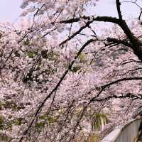 文京・関口 神田川沿いの桜を狙う — 撮影ポイント＆ランチガイド