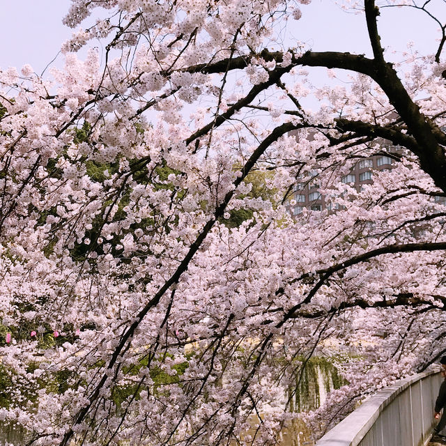 文京・関口 神田川沿いの桜を狙う — 撮影ポイント＆ランチガイド