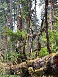 Cathedral Grove – Ancient Forest Sanctuary on Vancouver Island