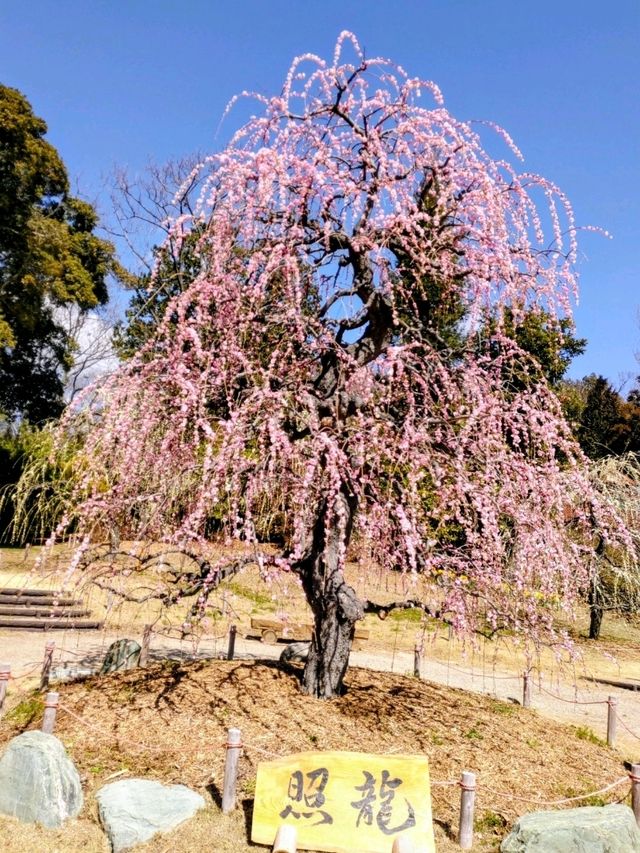 梅とグルメの一泊二日 梅とグルメの一泊二日